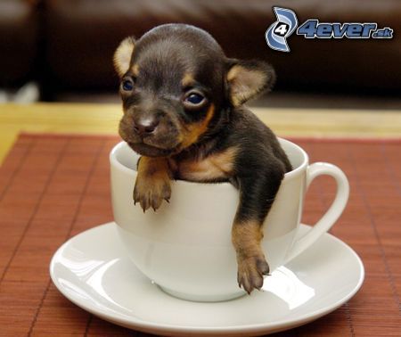 [obrazky.4ever.sk] havo, salka, steniatko 4664220.jpg