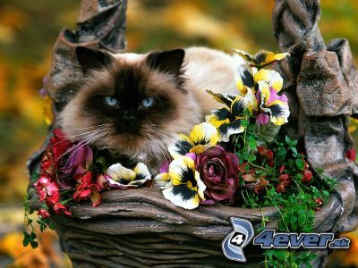 [obrazky.4ever.sk] macka, kvety, kosik 9724479.jpg