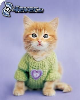 [obrazky.4ever.sk] macka, sveter 1910217.jpg
